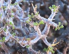 author not stated, no rights reserved Pelargonium xerophyton, photograph author not stated, no rights reserved
