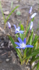 Scilla