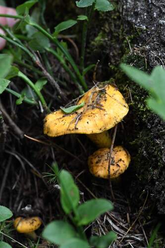 Chanterelles — Cantharellus cibarius