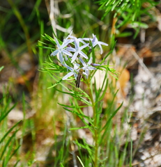 Amsonia ciliata