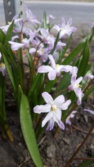 Scilla
