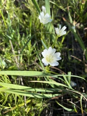 Limnanthes