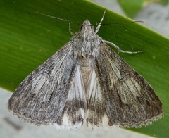Melipotis jucunda