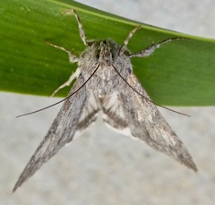 Melipotis jucunda