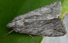 Melipotis jucunda