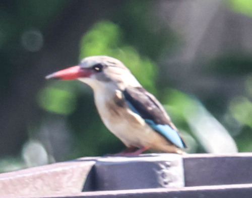 iNaturalist image