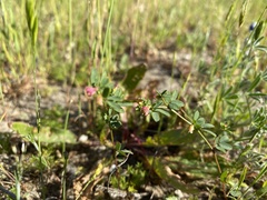 Acmispon parviflorus