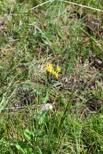 Jacobaea alpina, photograph 5