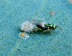 Psyllaephagus bliteus