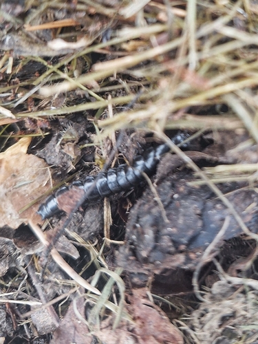 Carabus