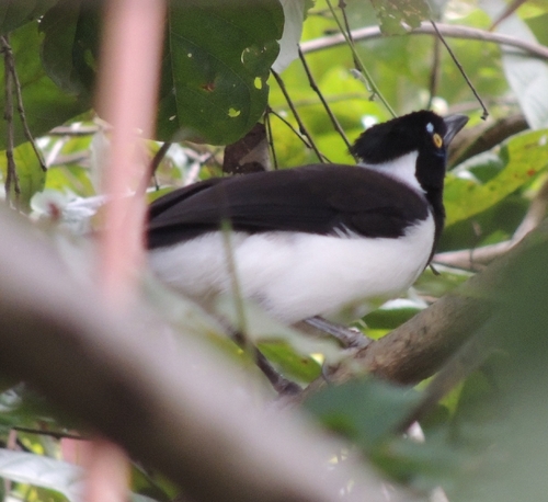 White-naped Jay (Cyanocorax cyanopogon), photo 8