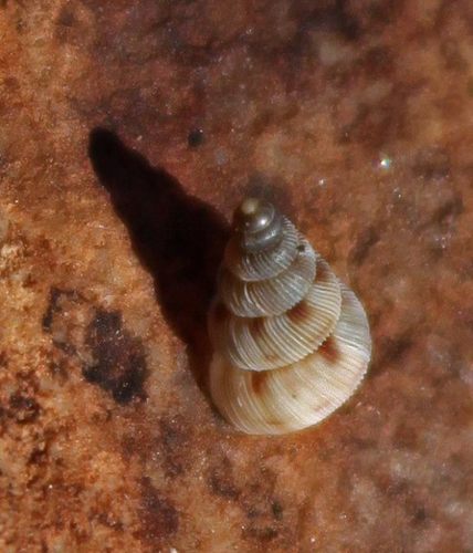 Cochlostomatidae