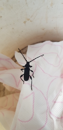 Ropalopus clavipes