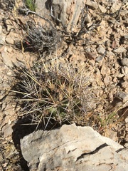 Coryphantha robustispina uncinata