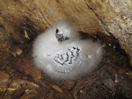 White-tailed Tropicbird