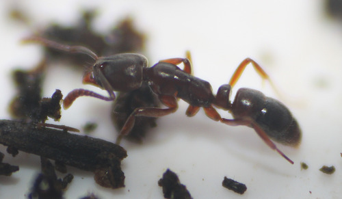 Granulate Crypt Ant