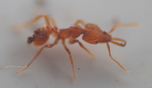 Strumigenys rogeri observed 2026-07-21