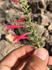 Salvia henryi