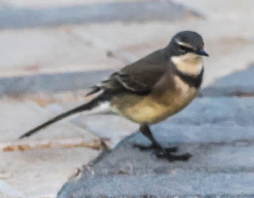 iNaturalist image
