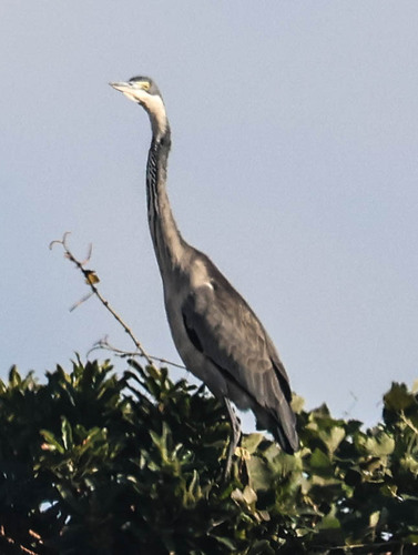iNaturalist image