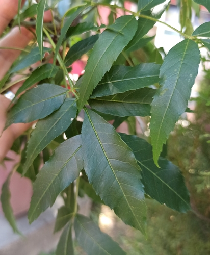 Narrow-leaved Ash