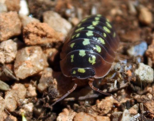 Armadillidium klugii