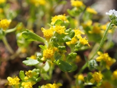 Eriophyllum multicaule