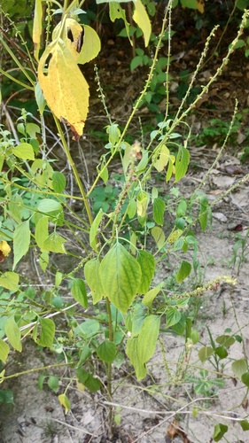 Salvia languidula