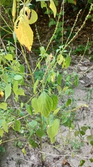 Salvia languidula