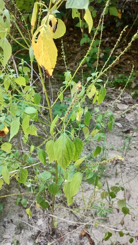 Salvia languidula, photograph 2