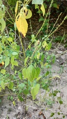 Salvia languidula, photograph (c) Carlos Domínguez-Rodríguez, some rights reserved (CC BY)