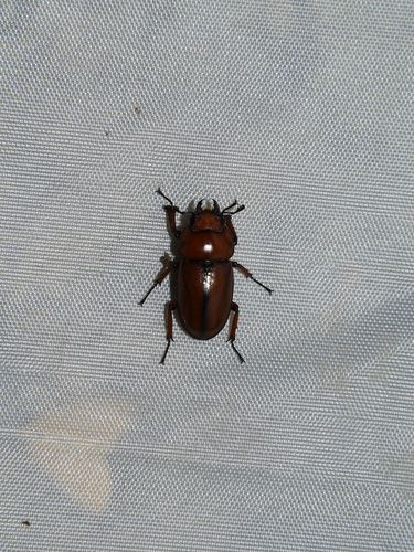 Prosopocoilus astacoides dubernardi