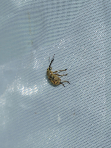 Cyllorhynchites ursulus