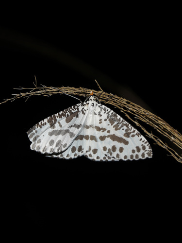 Abraxaphantes perampla