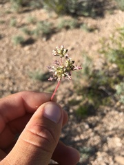 Ipomopsis polycladon