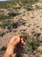 Ipomopsis polycladon