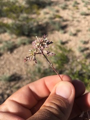 Ipomopsis polycladon