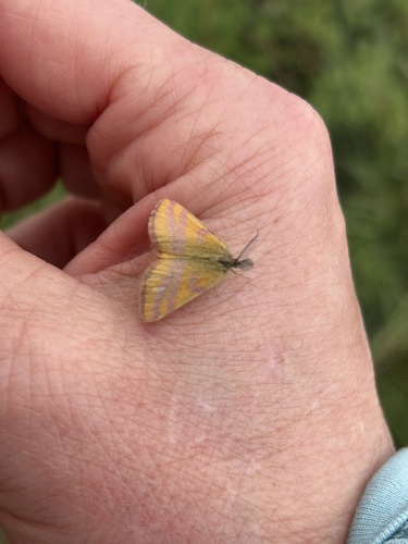 Lythria cruentaria