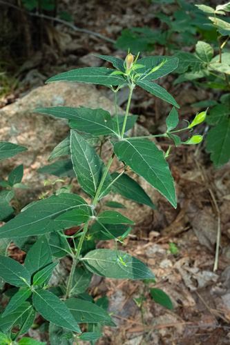 Ruellia pedunculata