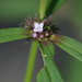 River False Buttonweed - Photo (c) jrebman, some rights reserved (CC BY-NC), uploaded by jrebman