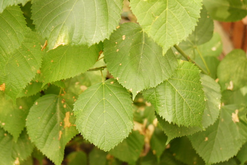 Tilia × europaea, photograph 3