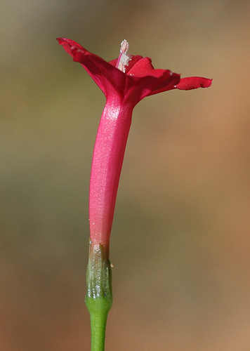 Cypress Vine