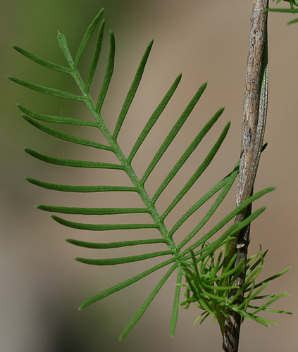 Cypress Vine
