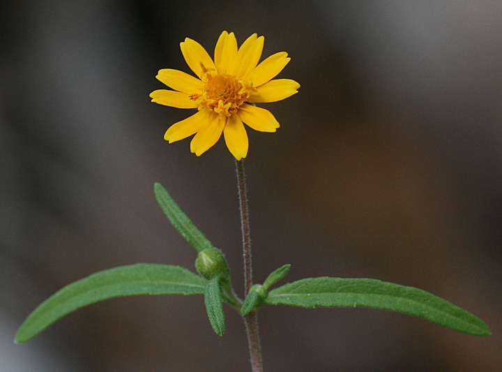 Melampodium cupulatum