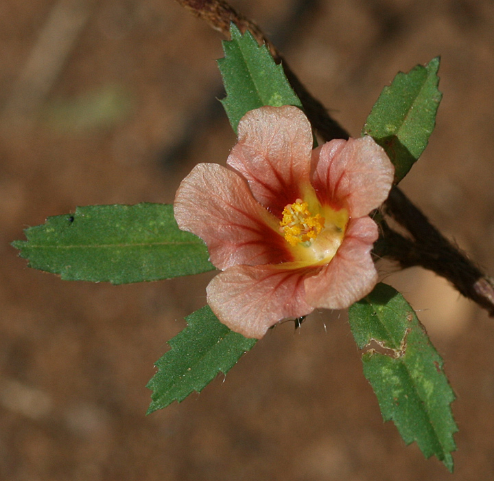 Sida ciliaris