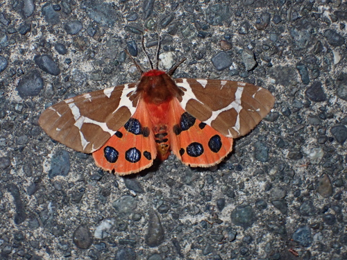 Garden tiger moth