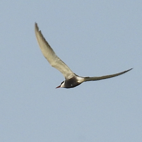 iNaturalist image