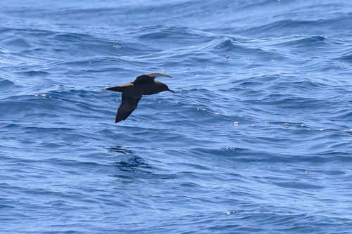 Puffinus nativitatis observed 2026-06-29