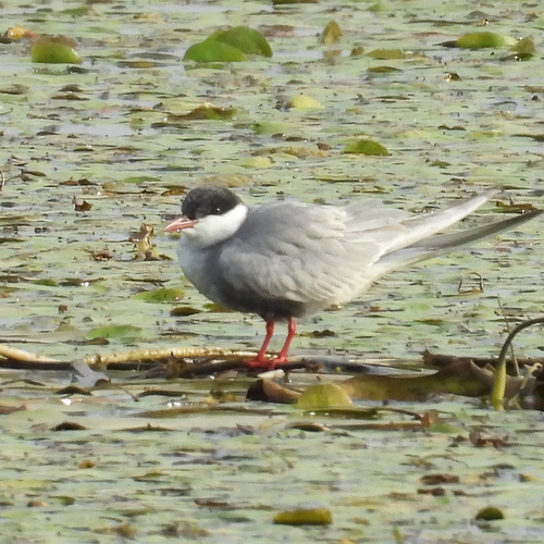 iNaturalist image