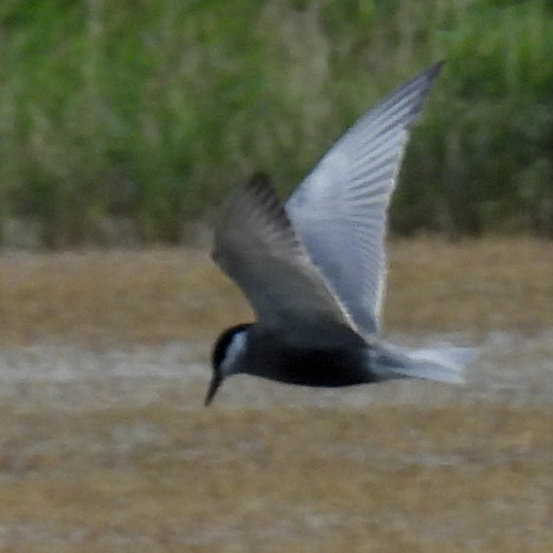 iNaturalist image